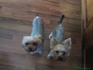 Yorkshire cani Mini Yorkshire maschio e femmina, non imparentati - Annuncio 2