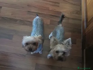 Yorkshire cani Mini Yorkshire maschio e femmina, non imparentati - Annuncio 3