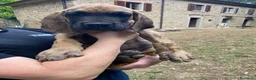 Alano cani in vendita: Alano cuccioli  - Annuncio 5