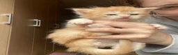 Maine Coon gatti in vendita: Maine coon - Annuncio 2