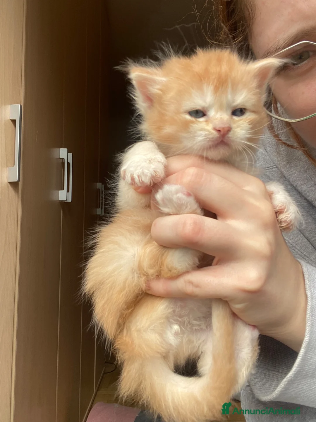 Maine Coon gatti in vendita: Maine coon - Annuncio 2