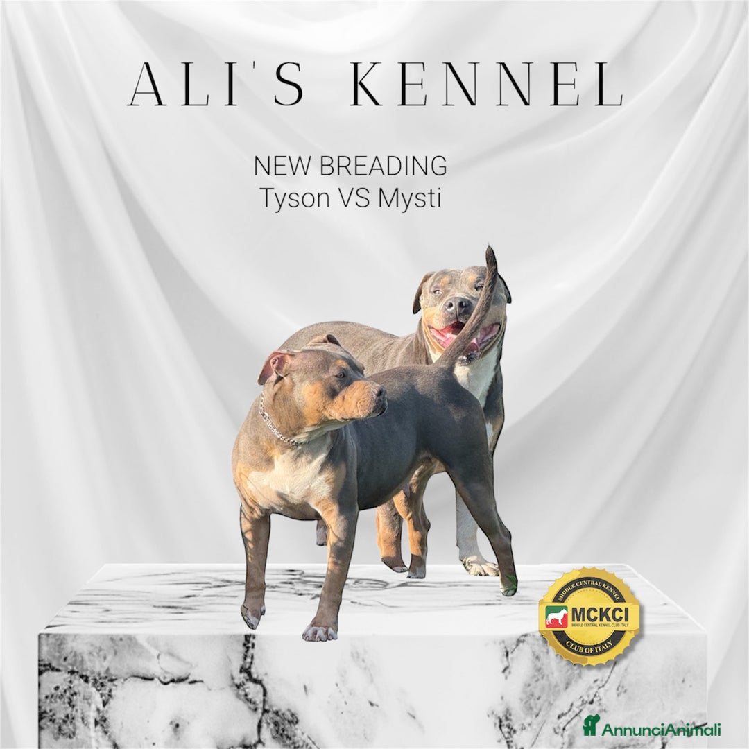 Pitbull cani in vendita: American Pitbull terrier  - Annuncio 10