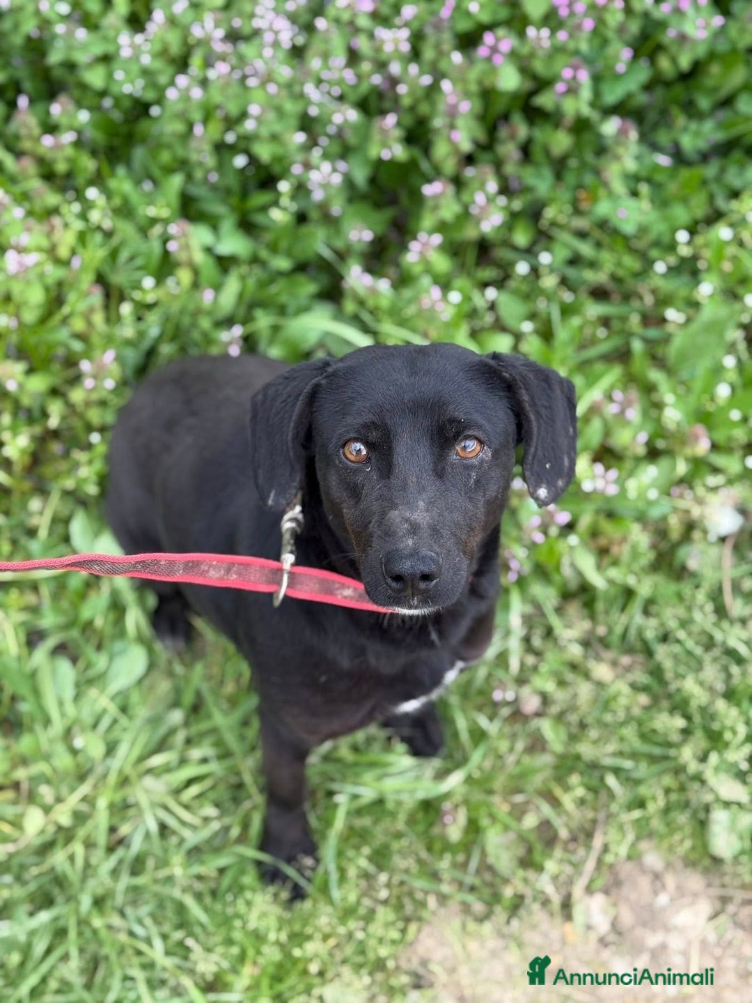 Meticcio cani in regalo: ZARA, in canile è tristissima!! - Annuncio 1