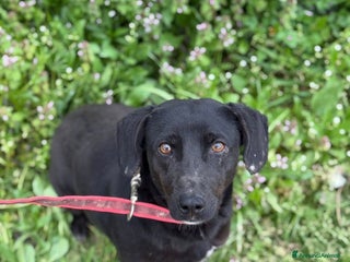 Meticcio cani ZARA, in canile è tristissima!! - Annuncio 31