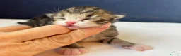 Siberiano gatti in vendita: SIBERIANI GATTINI IPOALLERGENICI - Annuncio 17