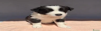 Border Collie 5