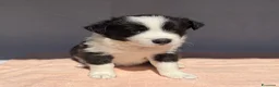 Border Collie cani in vendita: CICCIOLI DI BORDER COLLIE CON PEDIGREE a Città metropolitana di Milano - Annuncio 3
