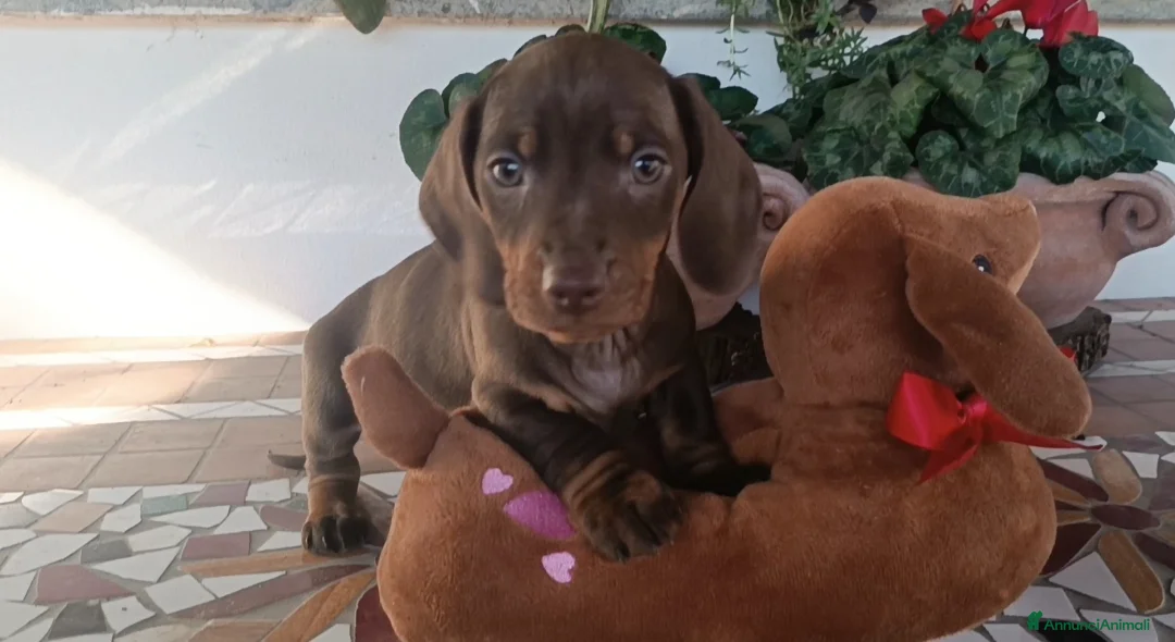 Bassotto cani in vendita: Maschietti di bassotto Pedigree Enci disponibili  - Annuncio 4