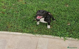 Meticcio cani in regalo: Beatrice: cucciolotta taglia contenuta socievole  a Città Metropolitana di Genova - Immagine 18