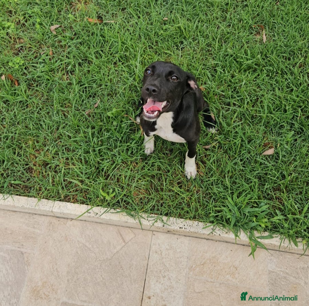 Meticcio cani in regalo: Beatrice: cucciolotta taglia contenuta socievole  a Città Metropolitana di Genova - Immagine 18