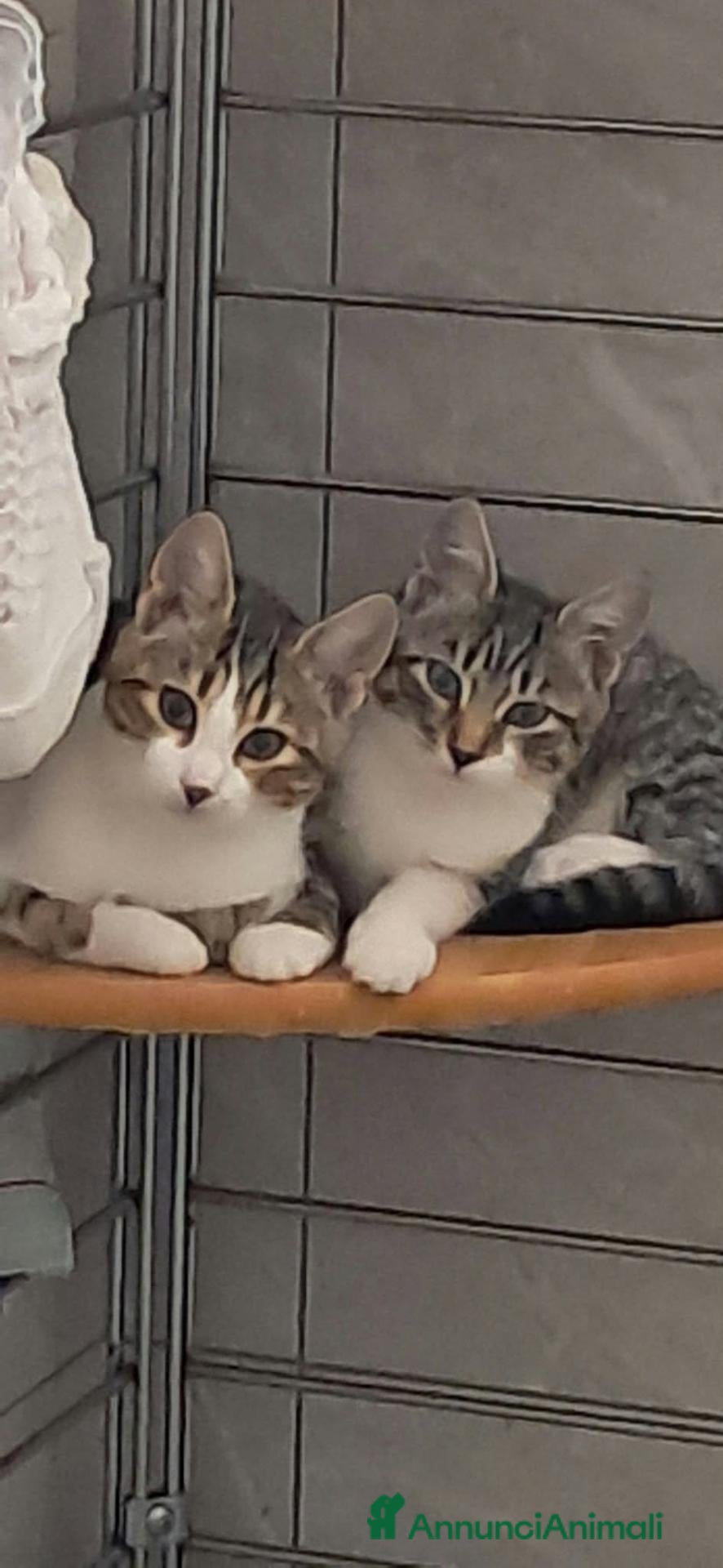 Meticcio gatti in regalo: Due gattini invisibili - Annuncio 8