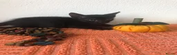 Meticcio gatti in regalo: GATTINI NERI DOLCISSIMI - Annuncio 1