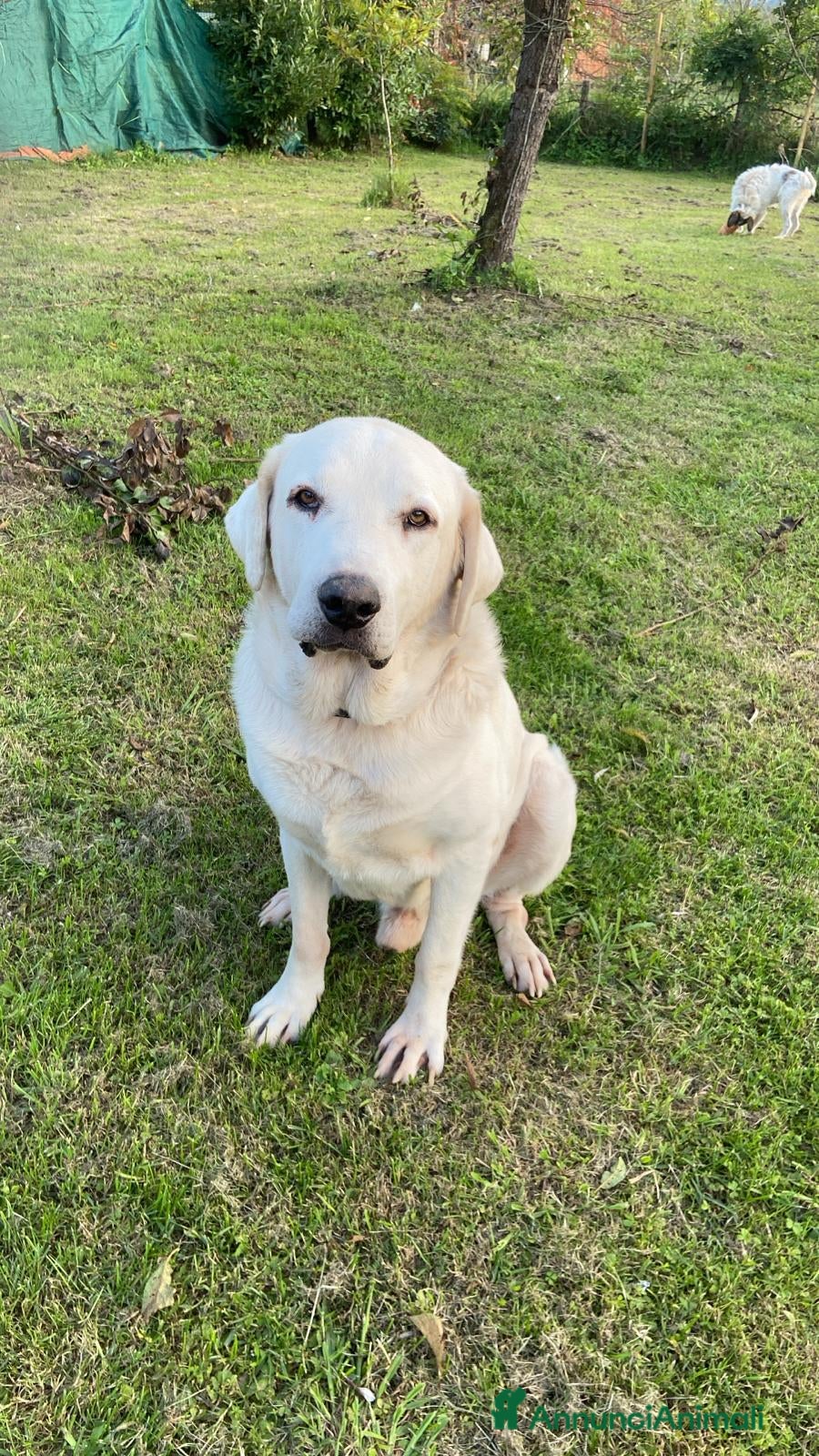 Labrador cani Labrador puro 10anni mollato in canile anni fa.SUD - Annuncio 6