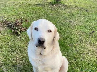 Labrador cani Labrador puro 10anni mollato in canile anni fa.SUD - Annuncio 12