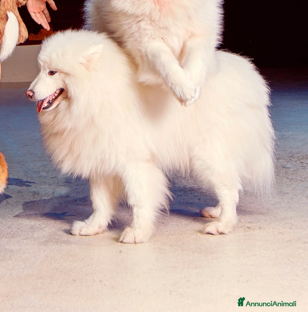 Samoiedo cani in regalo: Regalasi 4 bellissimi samoiedo - Annuncio 3