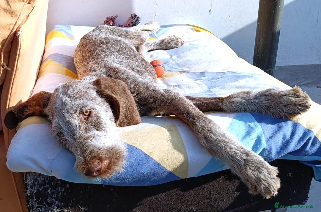 Spinone cani in regalo: AGU' tenero cucciolo Spinone Italiano, 5 mesi - Annuncio 3