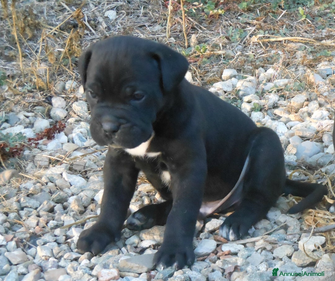 Cane Corso cani in vendita: spettacolari cuccioli di cane corso a Provincia di Cuneo - Immagine 9