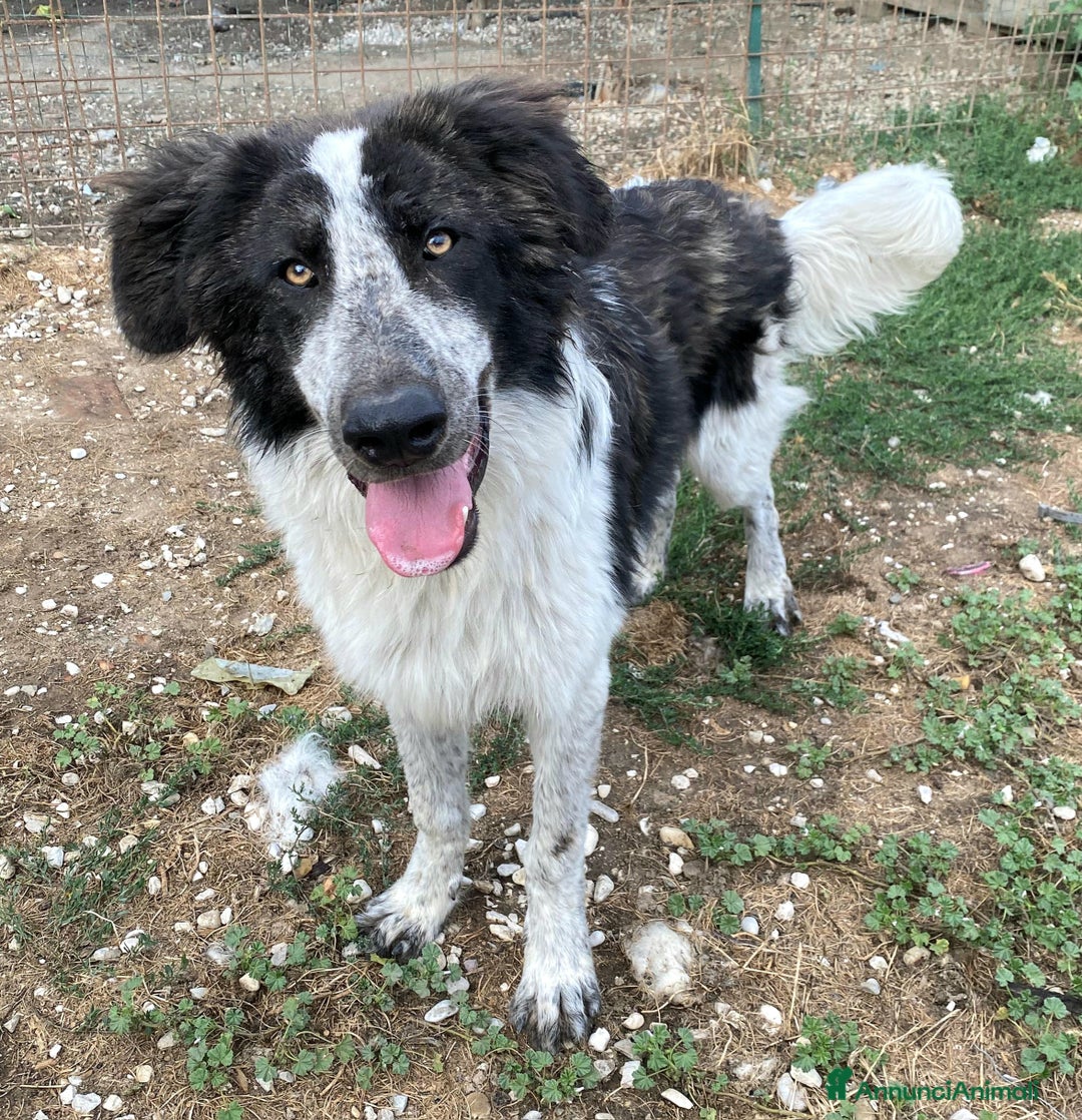 Meticcio cani in regalo: Gilberto 1 anno taglia grande a Provincia di Teramo - Immagine 3