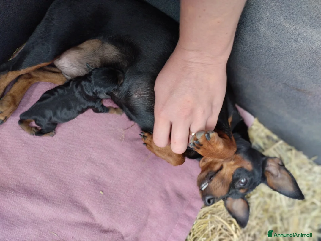 Pinscher Miniatura cani in vendita: Pinscher nano toy - Annuncio 6