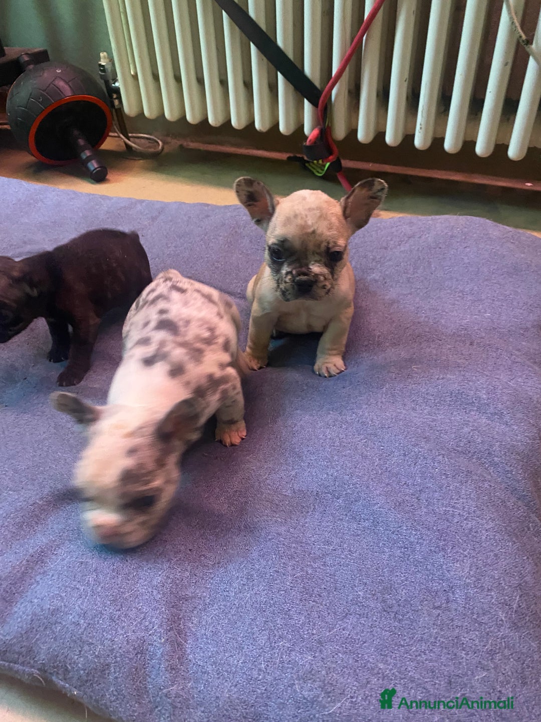 Bandog cani in vendita: Cuccioli di bulldog francese  a Città metropolitana di Milano - Immagine 4