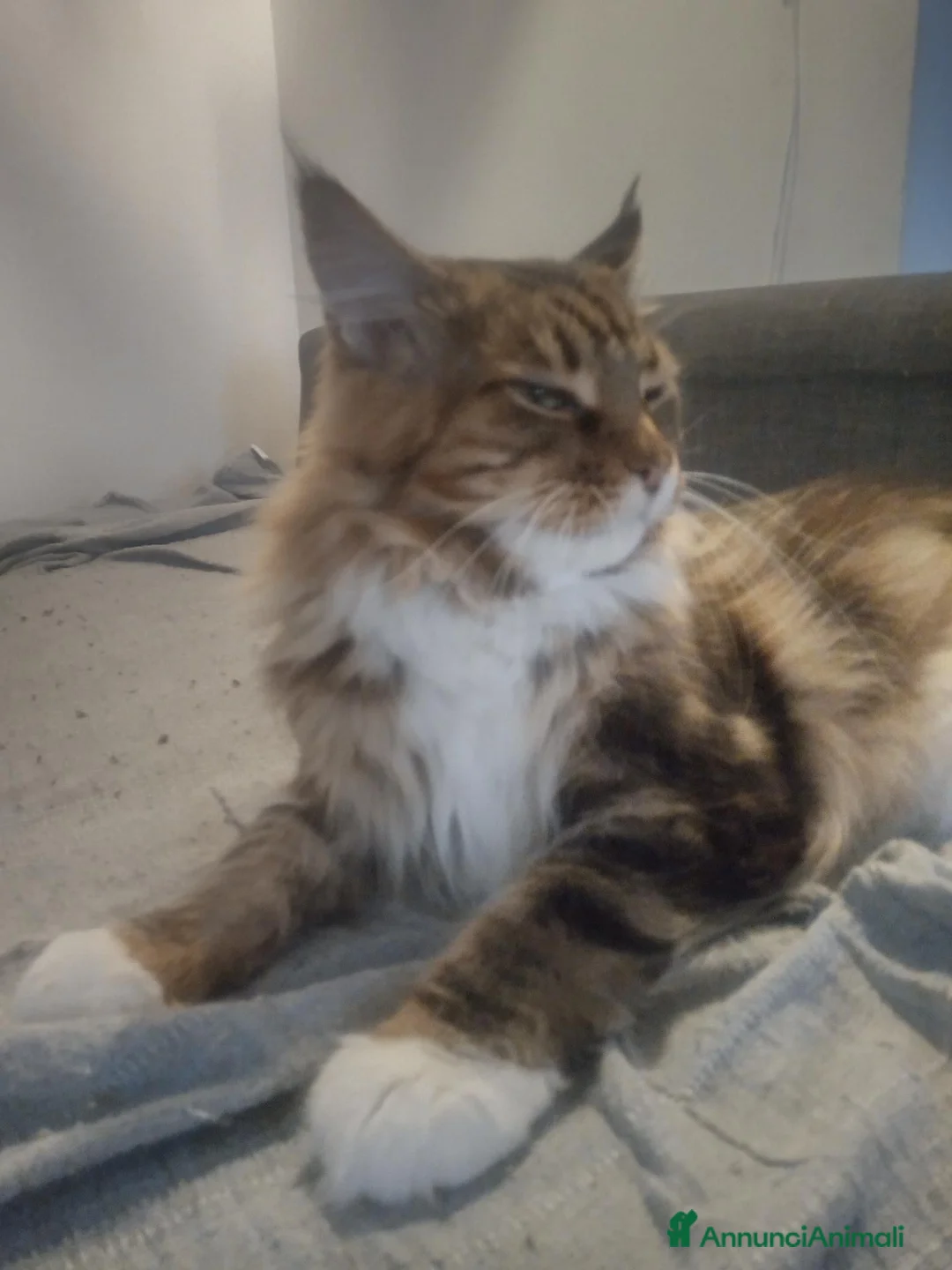 Maine Coon gatti in vendita: Cucciola di Maine Coon a Città Metropolitana di Bologna - Annuncio 2