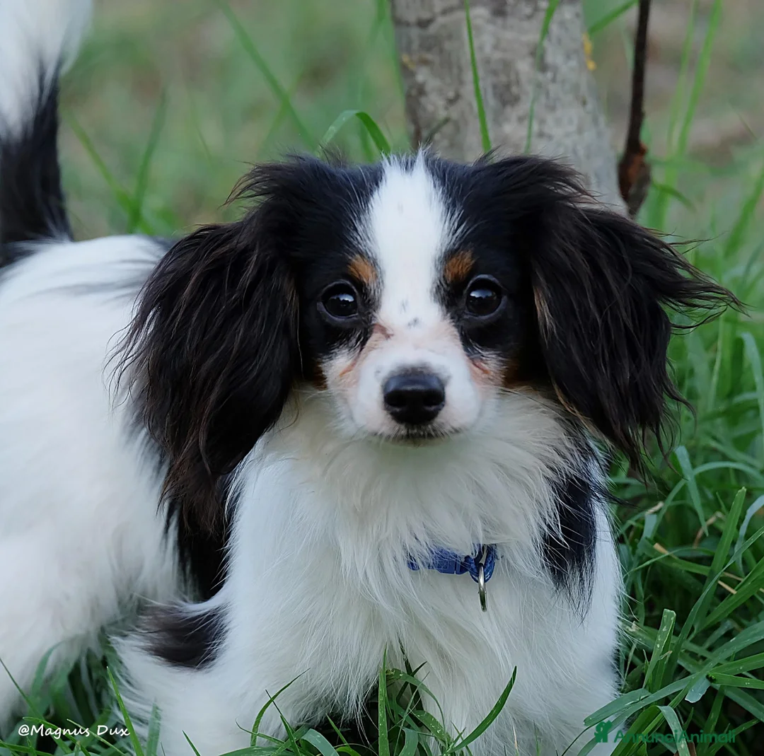 Papillon cani in vendita: Maschio di Phalène - Annuncio 4
