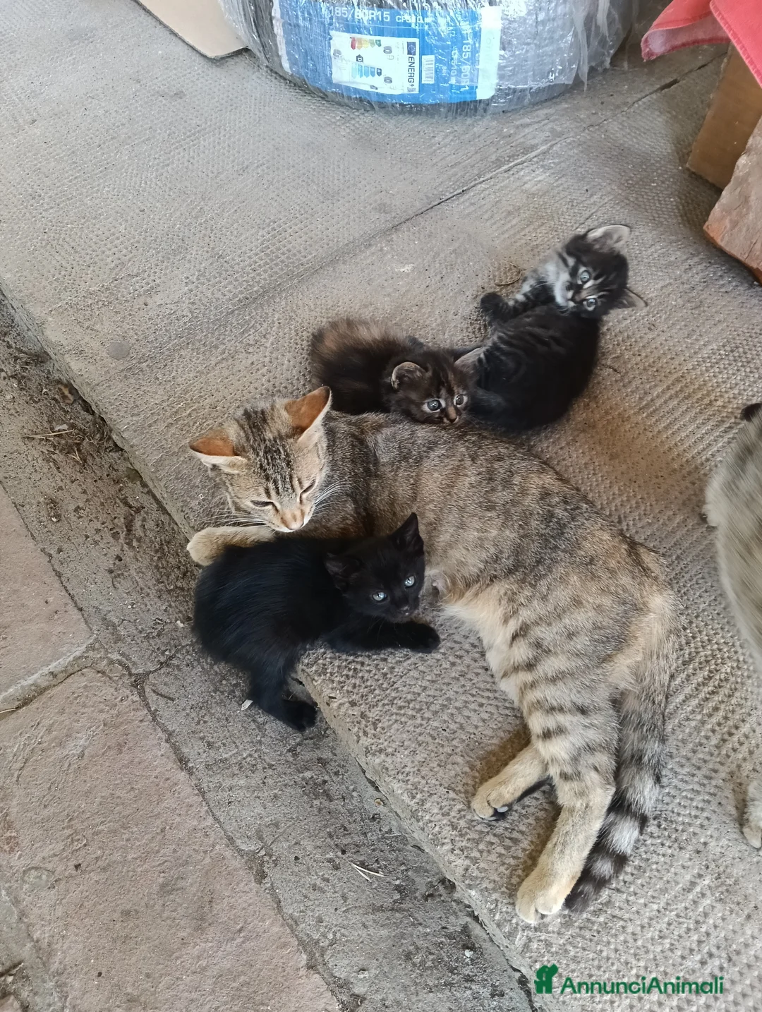Meticcio gatti in regalo: Gattini meticci - Annuncio 5