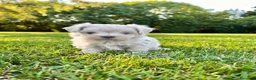 Maltese cani in vendita: MALTESI MINI TOY a Città metropolitana di Milano - Annuncio 3
