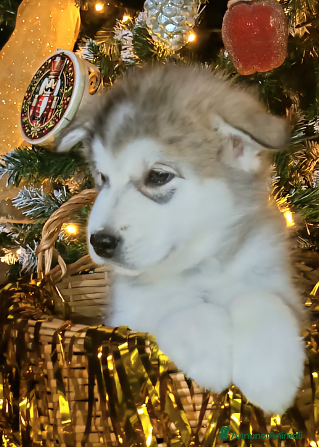 Alaskan Malamute cani in vendita: Cucciola di Alaskan Malamute - Annuncio 12