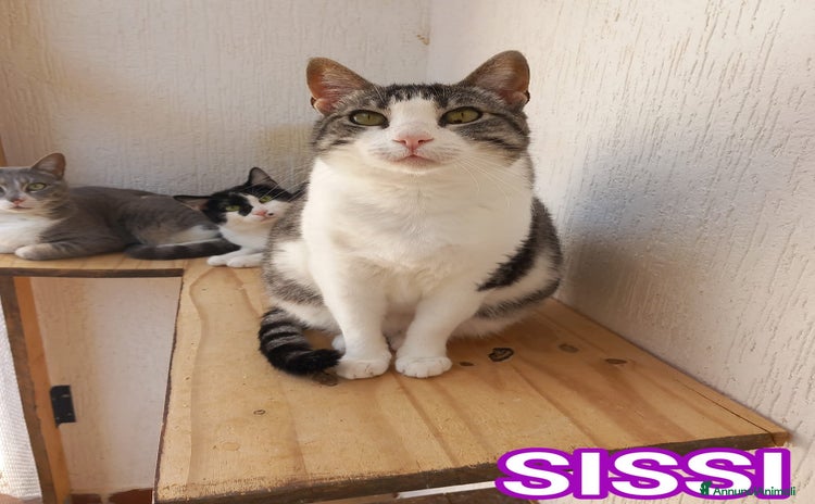 Europeo gatti - Annuncio 2