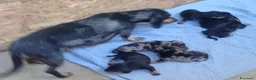 Bassotto cani in vendita: Cuccioli bassotti neri e Arlecchino silver  - Annuncio 2