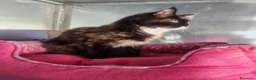 Maine Coon gatti in vendita: Maine coon  - Annuncio 10