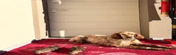 Setter Inglese cani in vendita: Cuccioli Setter Inglese - Alta Genealogia - Annuncio 9
