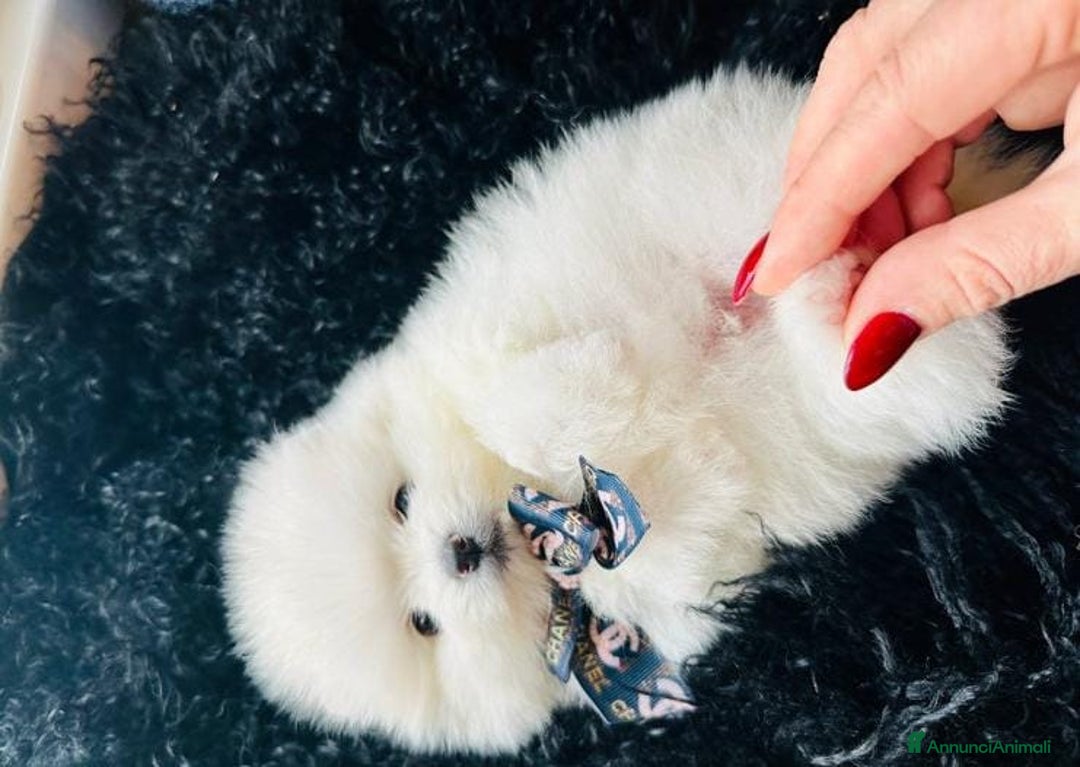 Volpino Pomerania cani in vendita: Cuccioli di Pomerania - Annuncio 17