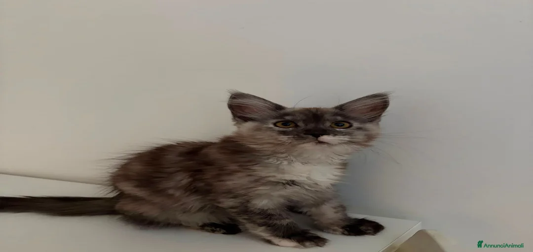 Immagine della galleria {{count}}