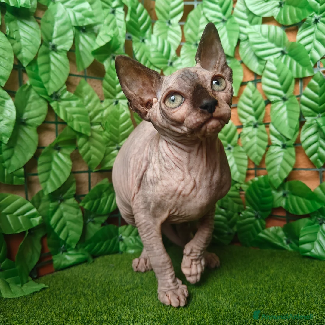 Sphynx gatti in vendita: Cucciola di Canadian Sphynx - Annuncio 19