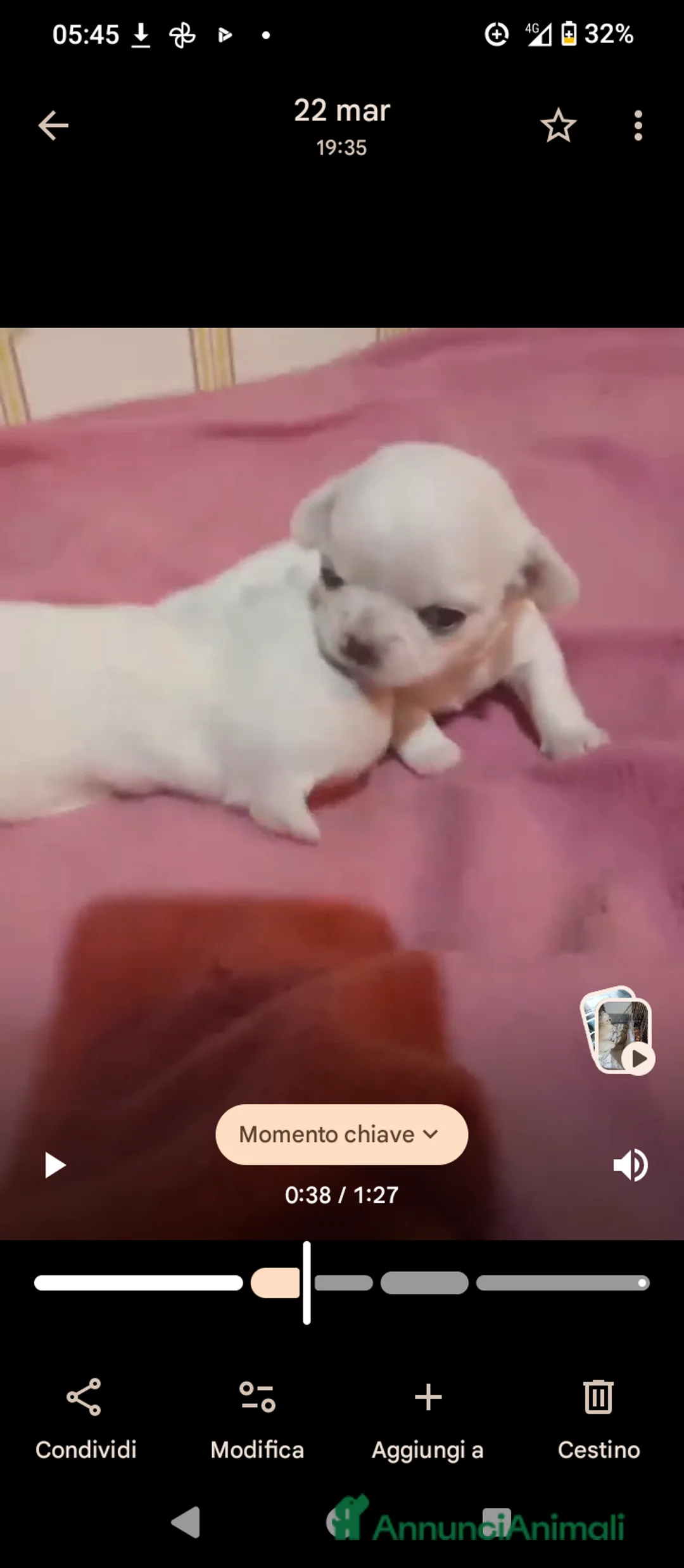Chihuahua cani in vendita: Chihuahua pedigree ENCI eccellente  - Annuncio 2
