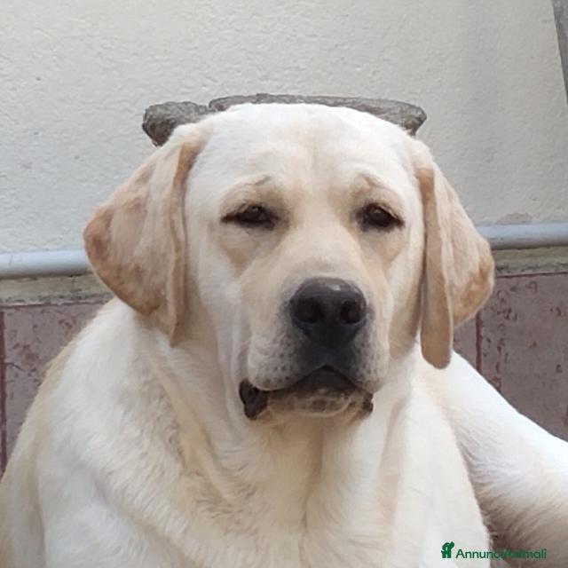 Labrador cani Femmina di labrador - Annuncio 1