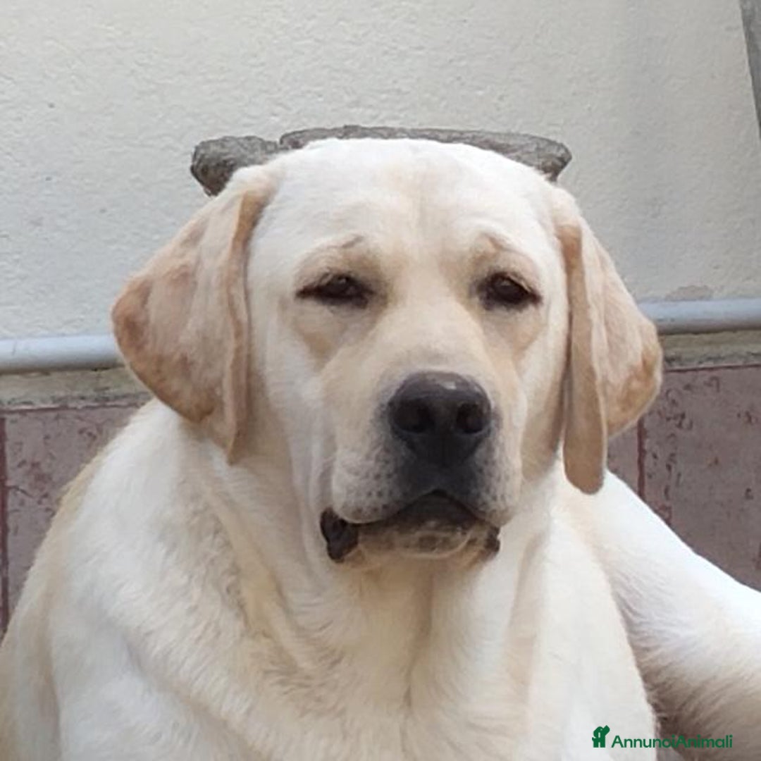 Labrador cani in vendita: Femmina di labrador - Annuncio 1
