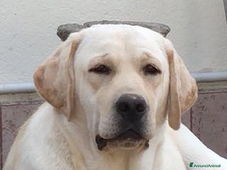 Labrador cani Femmina di labrador - Annuncio 1