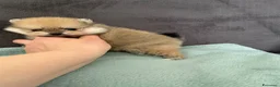 Volpino Pomerania cani in vendita: Spitz di Pomerania - Annuncio 5