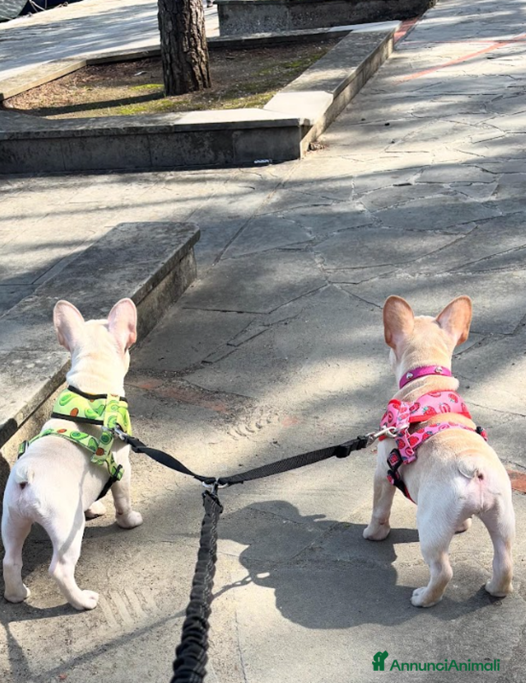 Bulldog Francese cani in vendita: French Bulldog Femmina  - Annuncio 3