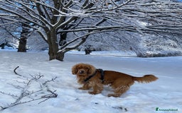 Cocker cani per accoppiamento: Cocker Spaniel maschio pronto per accoppiamento  - Annuncio 2