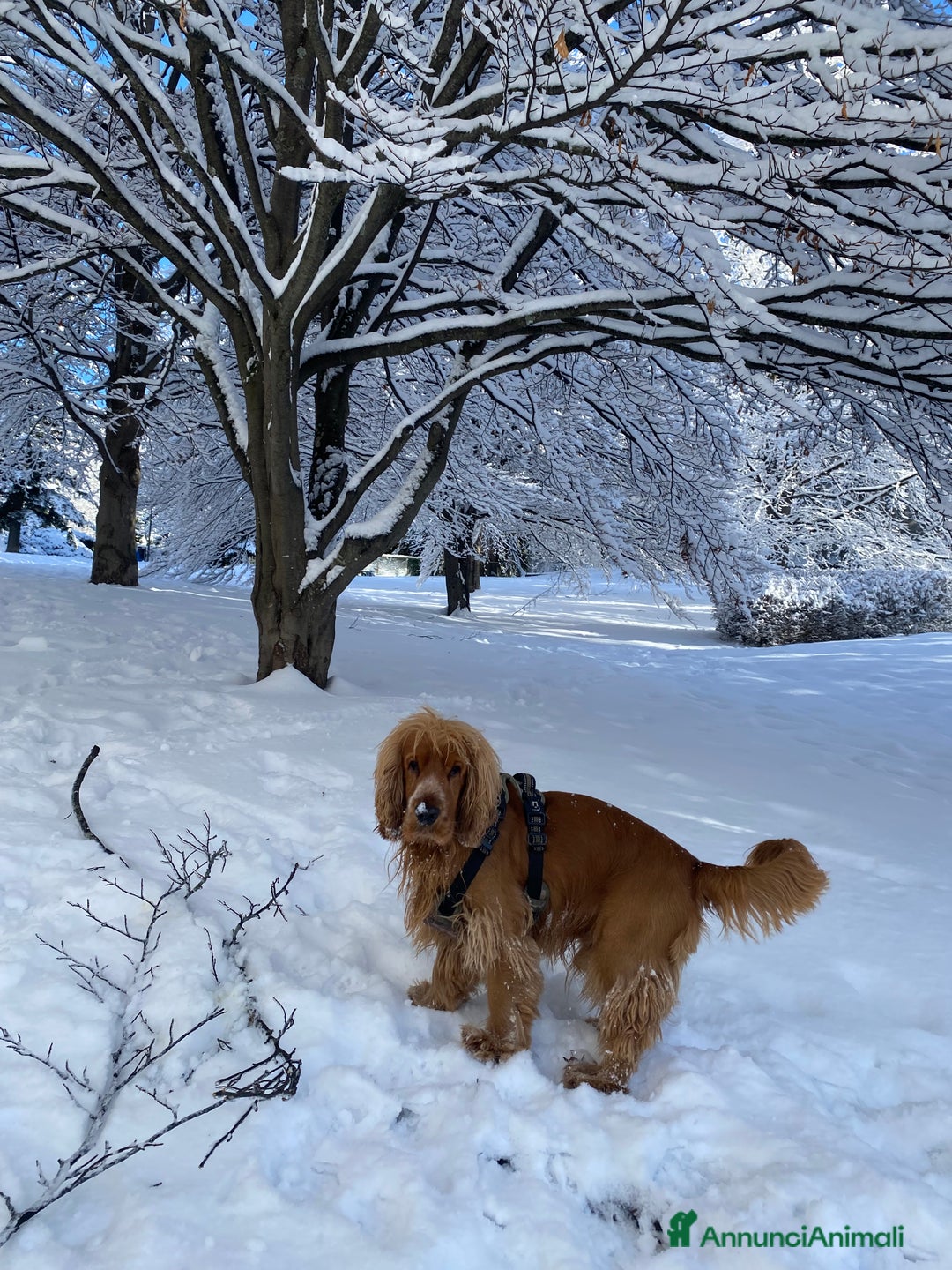 Cocker cani per accoppiamento: Cocker Spaniel maschio pronto per accoppiamento  - Annuncio 2