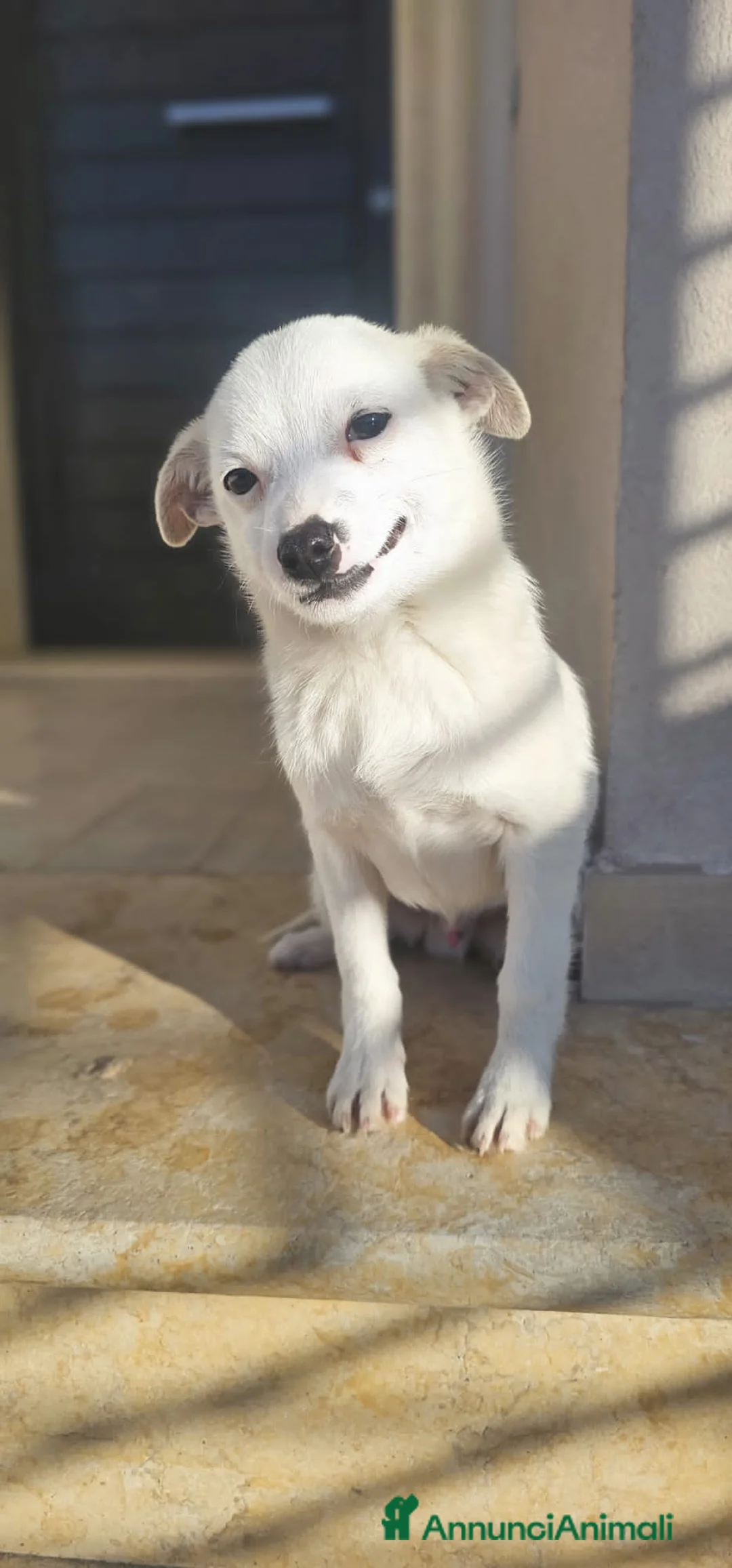 Altre razze cani in regalo: WHITE - Annuncio 4