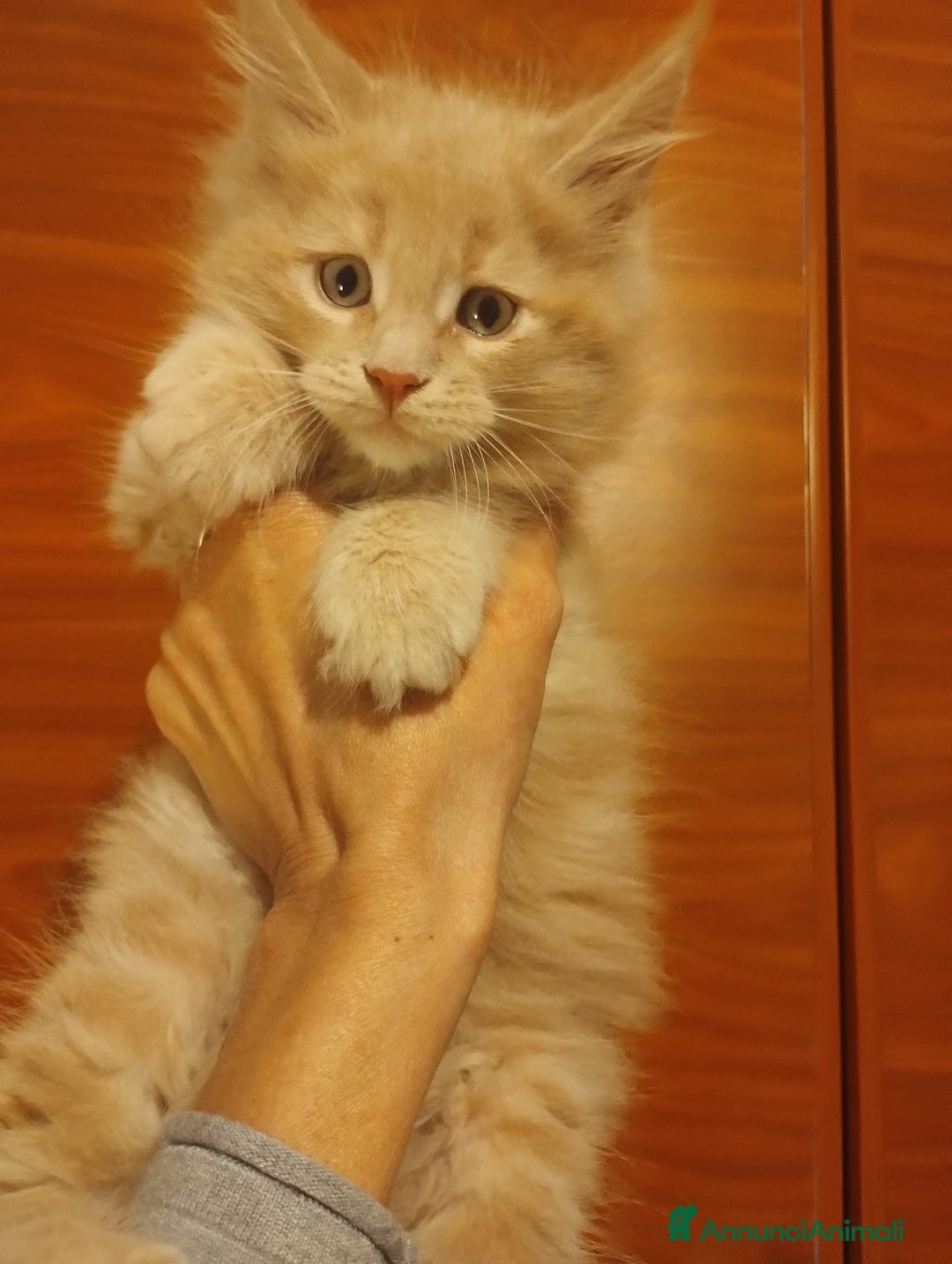 Maine Coon gatti in vendita: Mainecoon con pedigree ANFI  - Annuncio 5