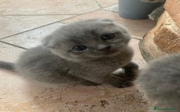Scottish gatti in vendita: gatti scottish fold e straight a Provincia di Forlì-Cesena - Immagine 9