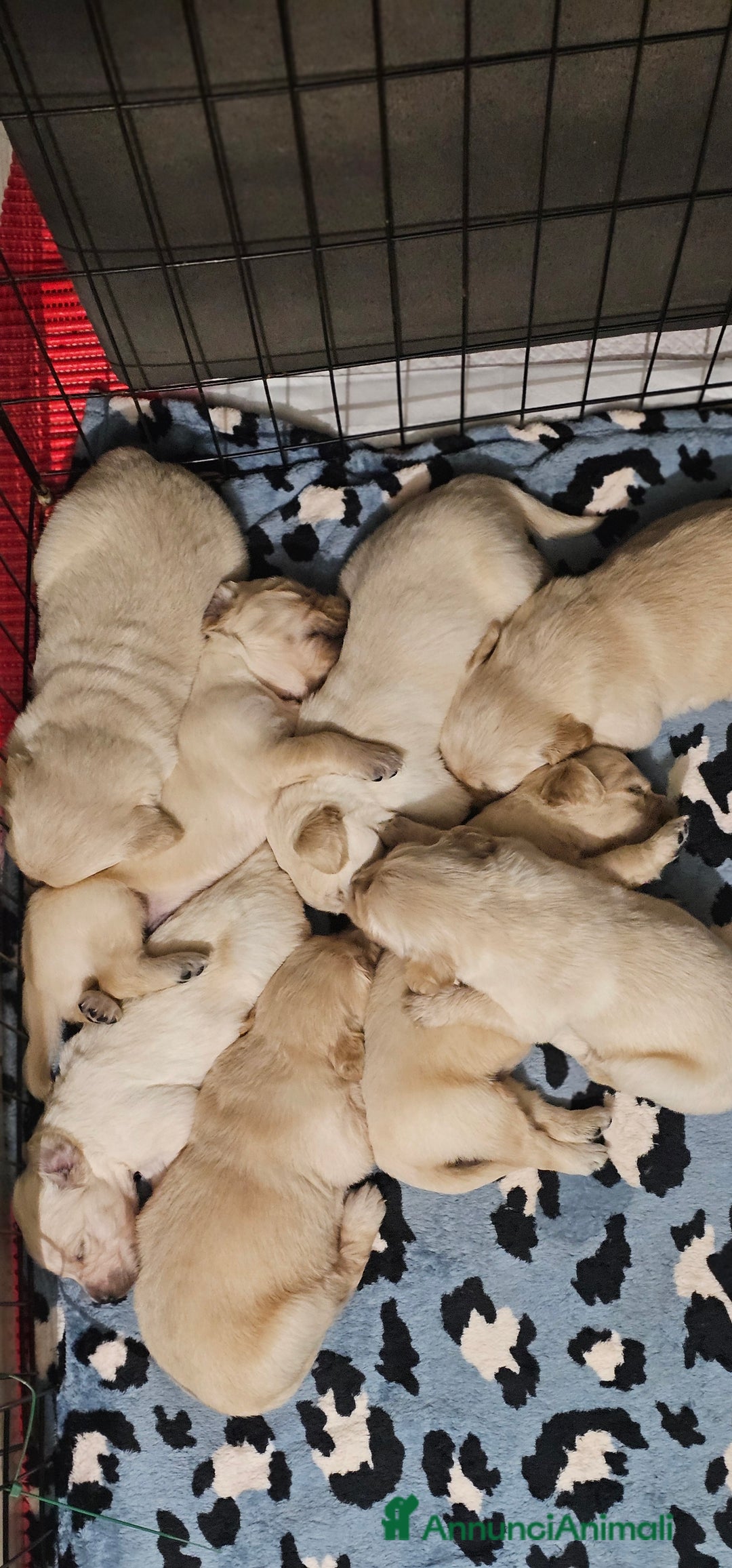 Golden Retriever cani in vendita: Cucciole Golden Retriever  - Annuncio 7