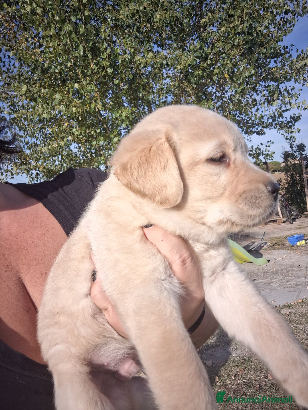 Labrador cani in vendita: Labrador cuccioli con pedigree Enci  - Annuncio 6