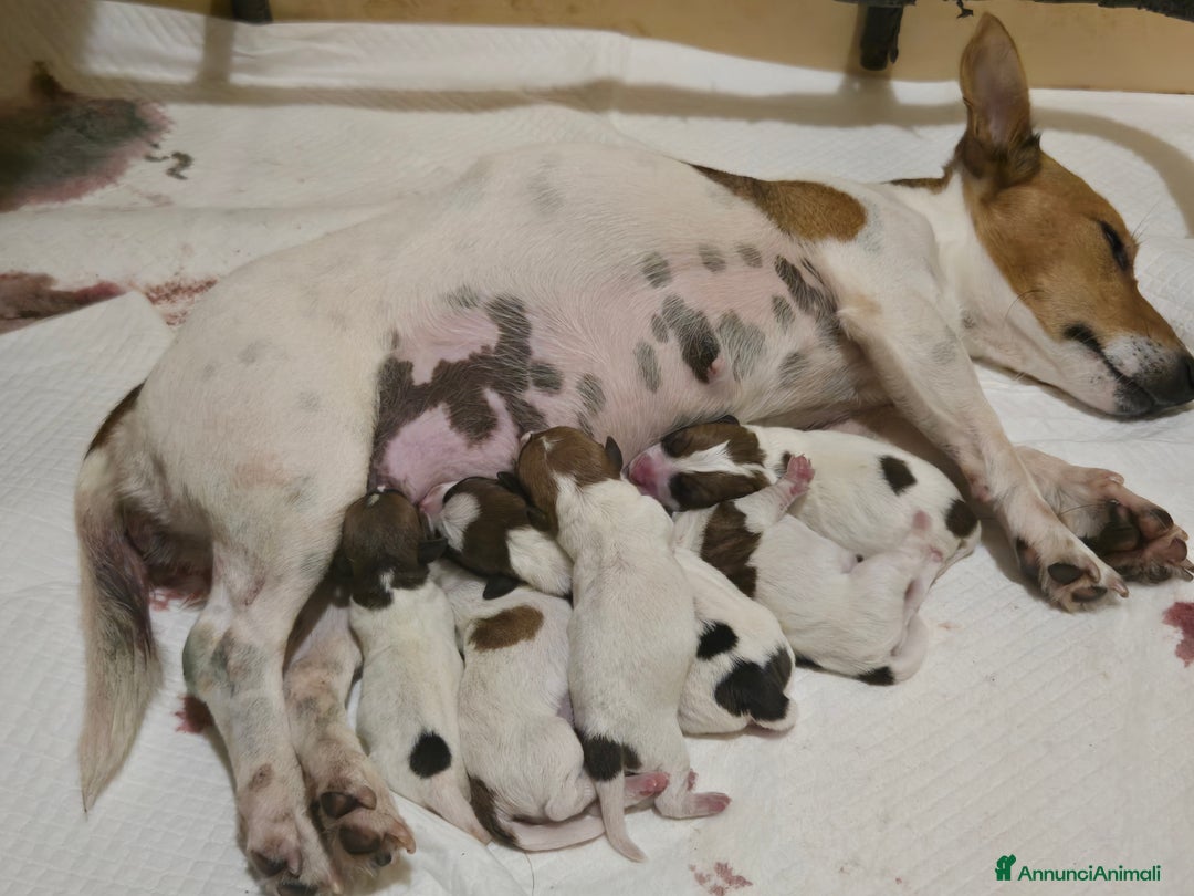Jack Russell cani in vendita: Cuccioli Jack Russell Terrier - Annuncio 4